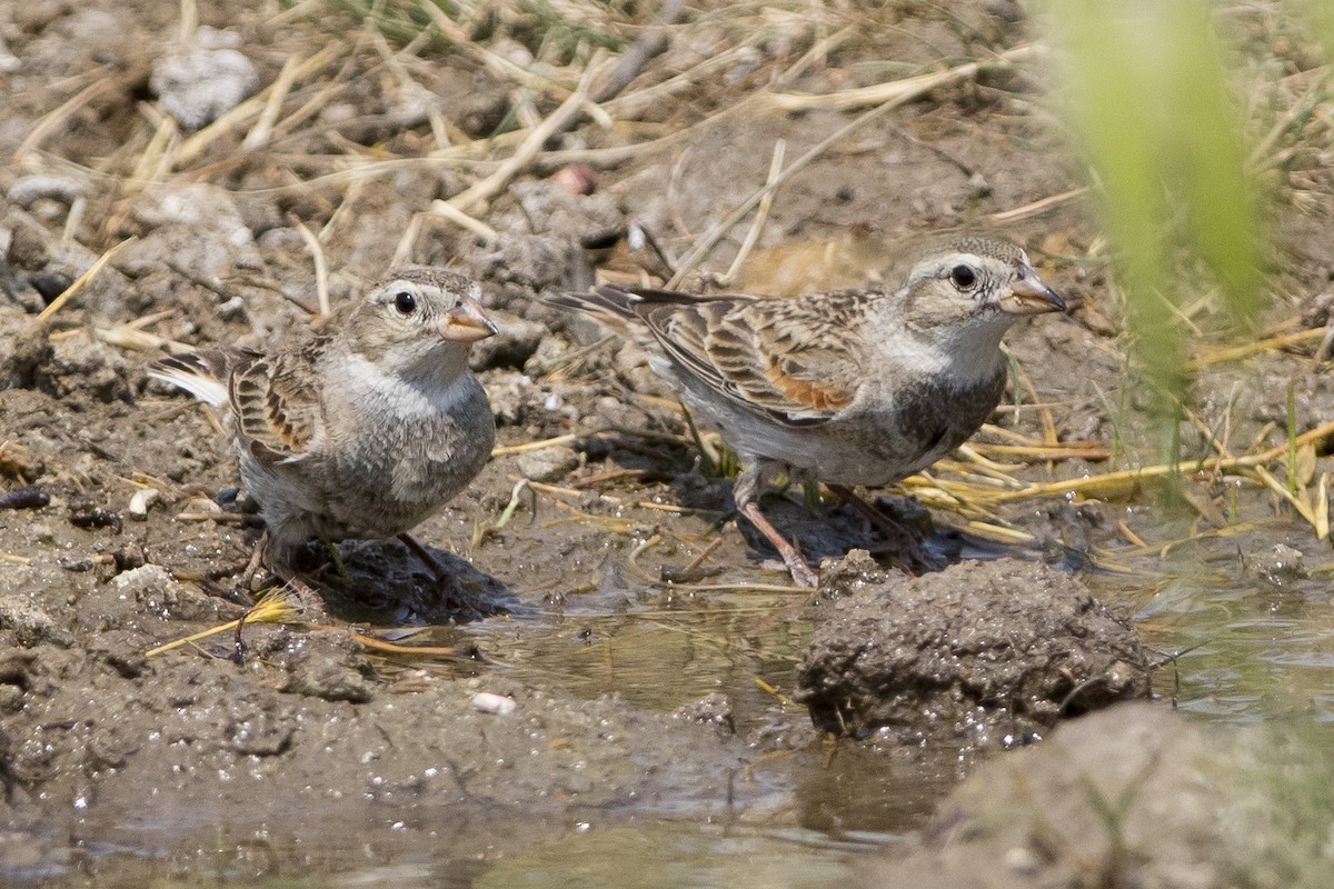 Thick-billed Longspur - ML62137641