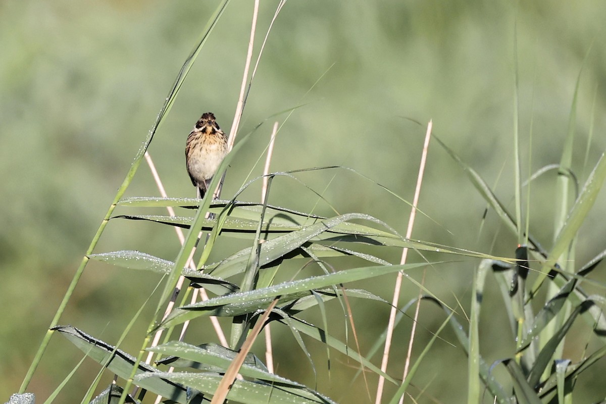 Reed Bunting - ML621376413