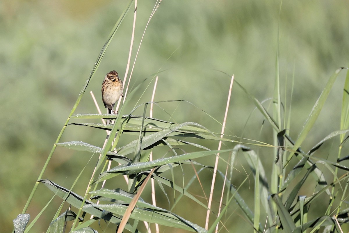 Reed Bunting - ML621376422