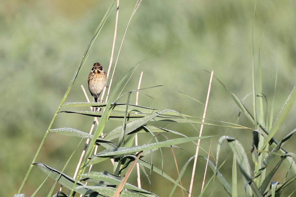 Reed Bunting - ML621376424