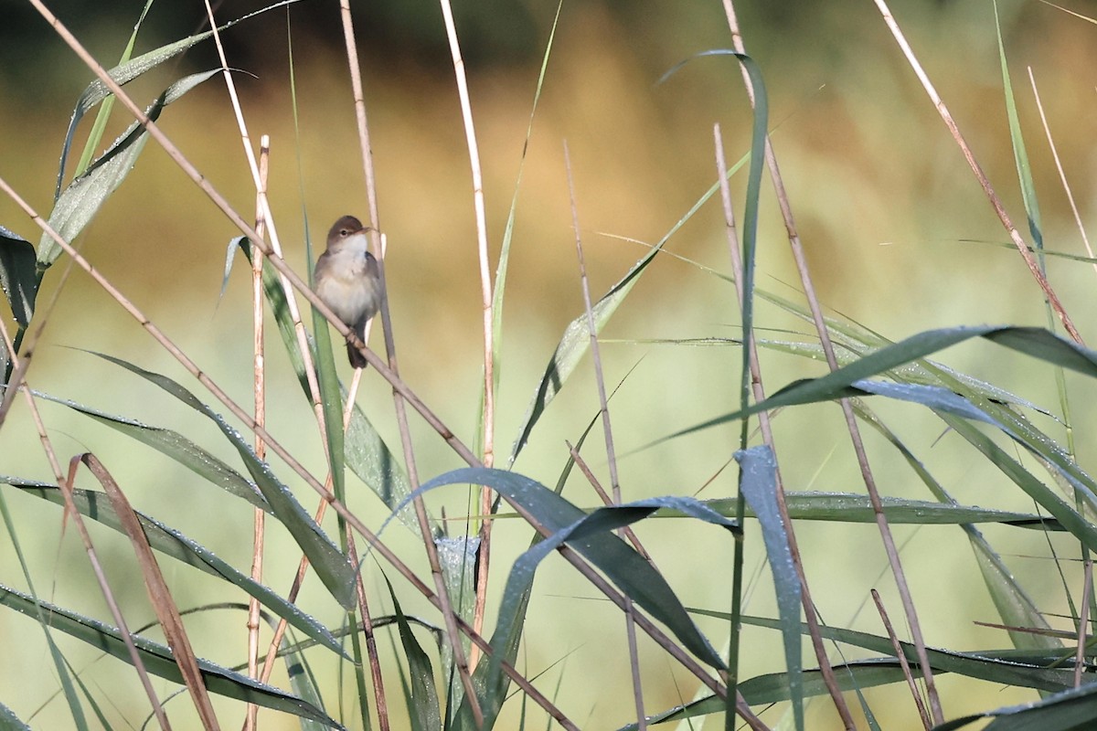 Common Reed Warbler - ML621376432