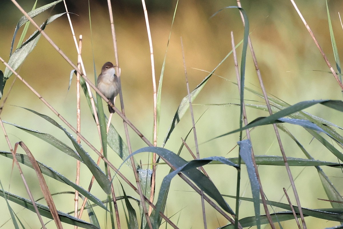 Common Reed Warbler - ML621376436