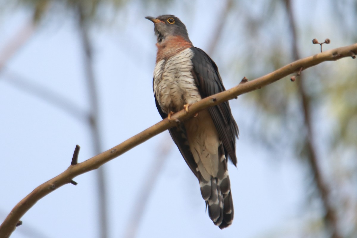 Red-chested Cuckoo - ML621376445