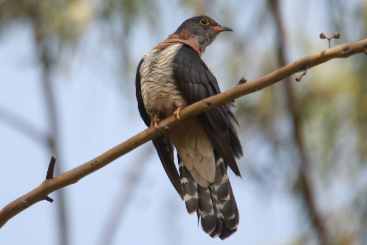 Red-chested Cuckoo - ML621376446