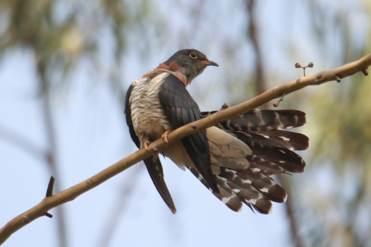 Red-chested Cuckoo - ML621376451