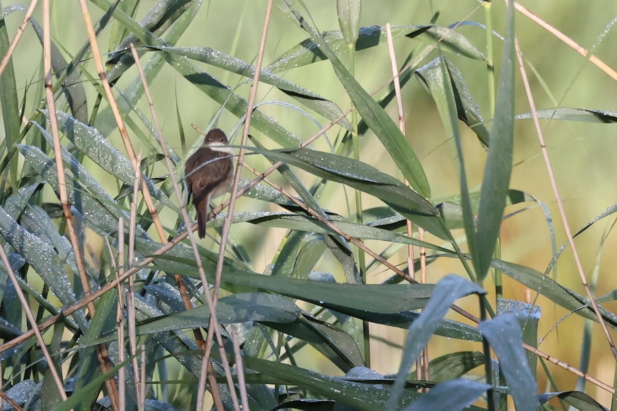 Common Reed Warbler - Anonymous