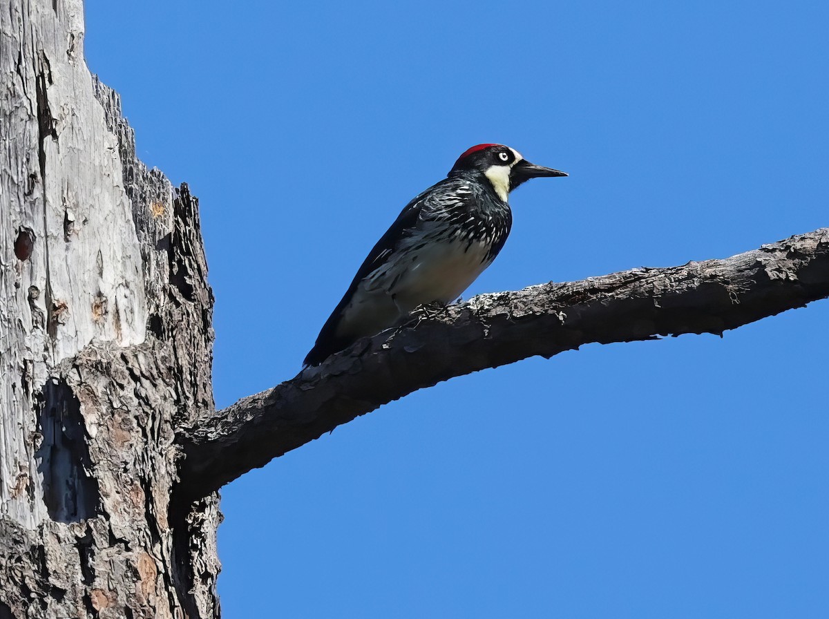 Acorn Woodpecker - ML621376484