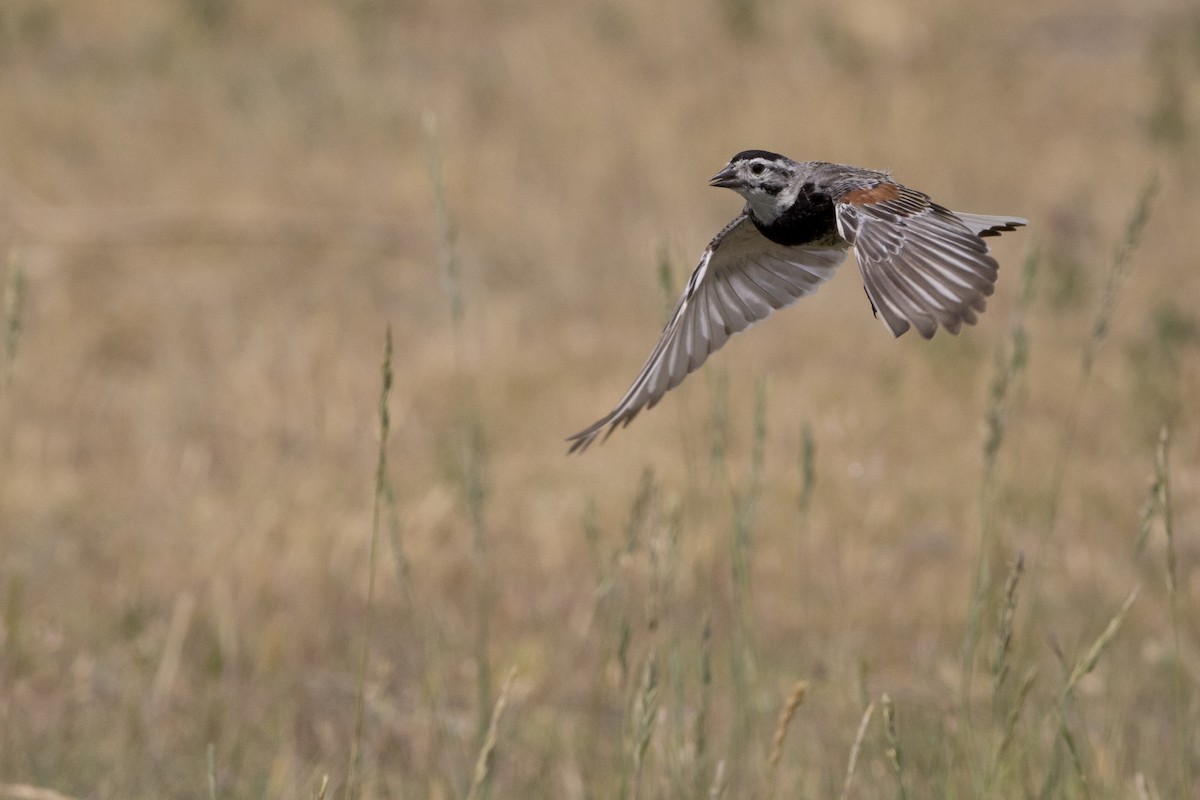 Thick-billed Longspur - Nick Hajdukovich