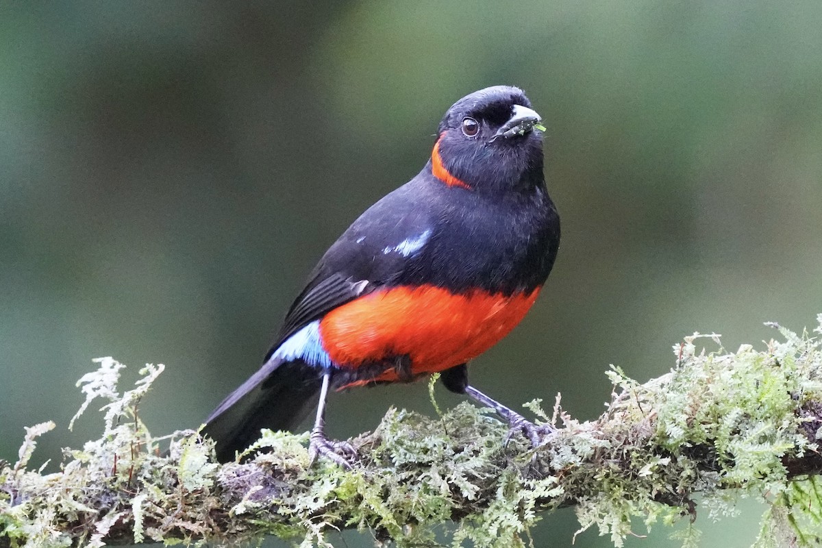 Scarlet-bellied Mountain Tanager - ML621376581