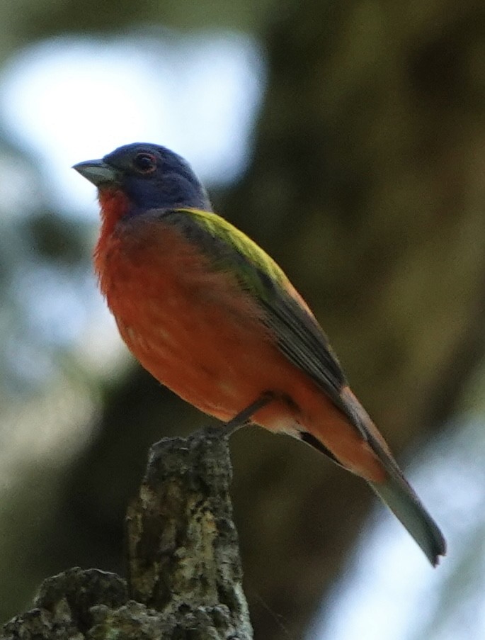 Painted Bunting - ML621376587