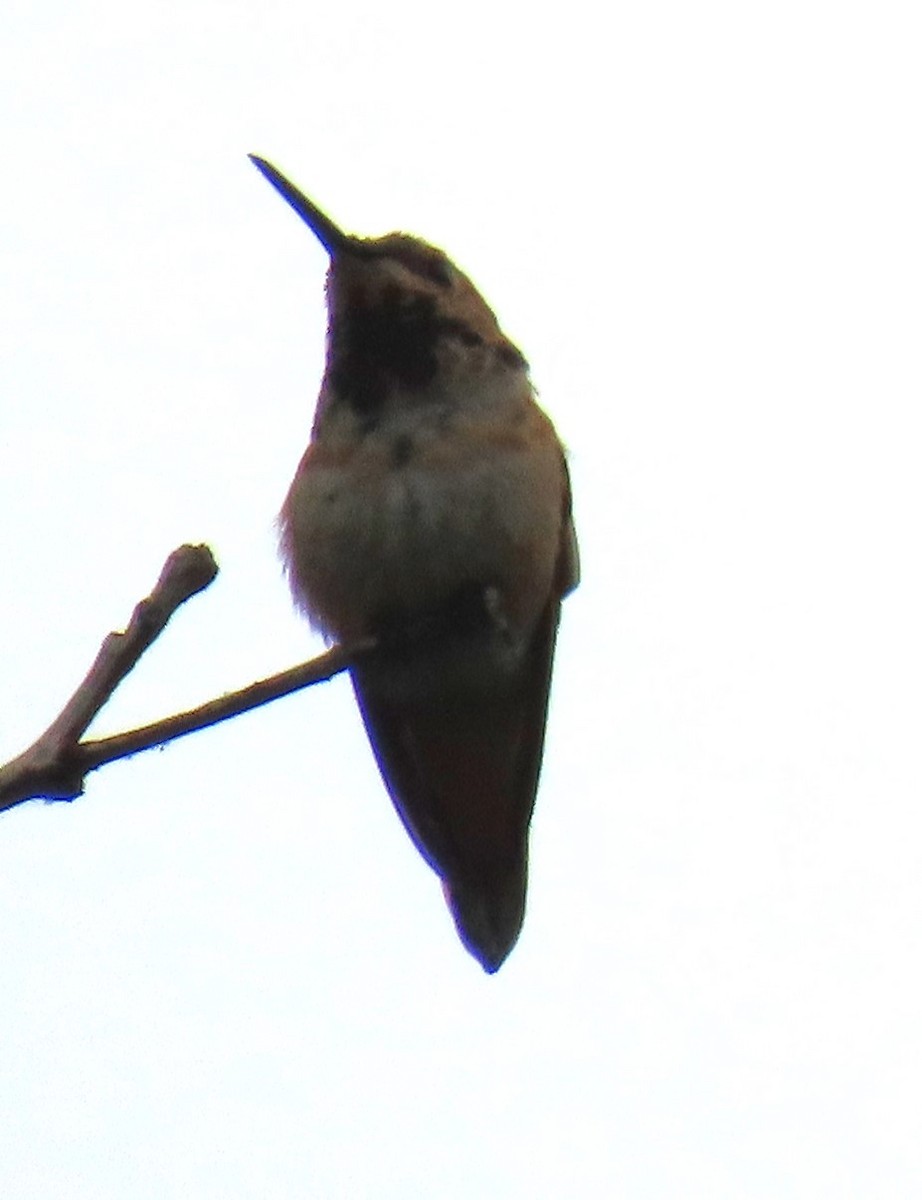 Allen's Hummingbird - ML621376612