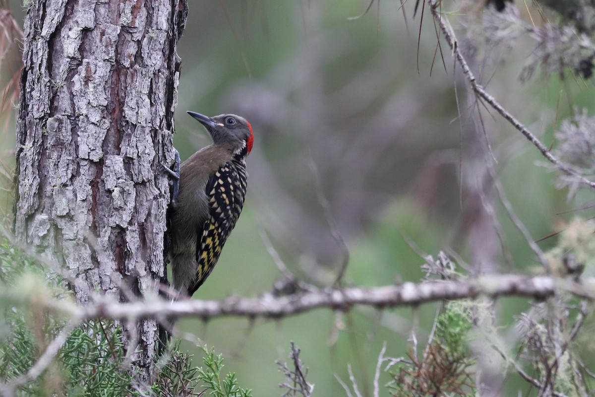 Hispaniolan Woodpecker - ML621376617