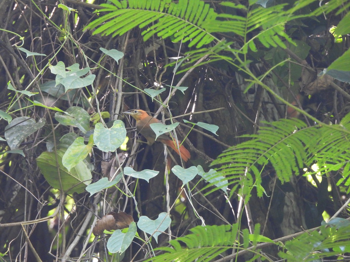 Slaty-winged Foliage-gleaner - Juan Carlos Cano Aguilera