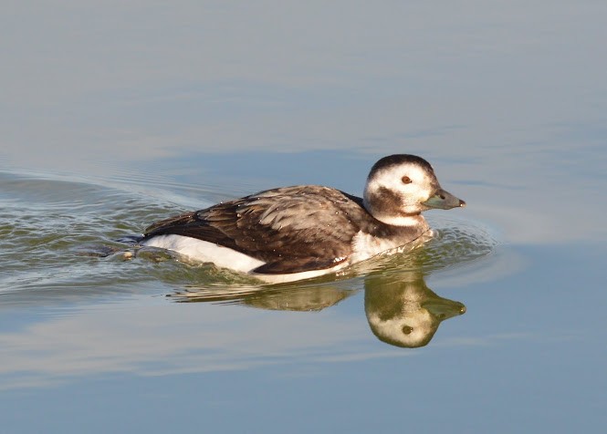 Long-tailed Duck - ML621376642