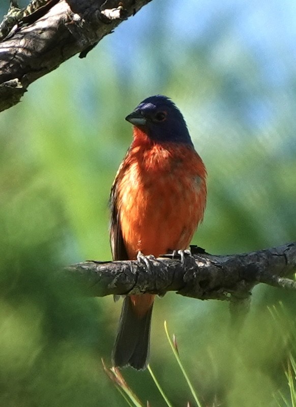 Painted Bunting - ML621376645