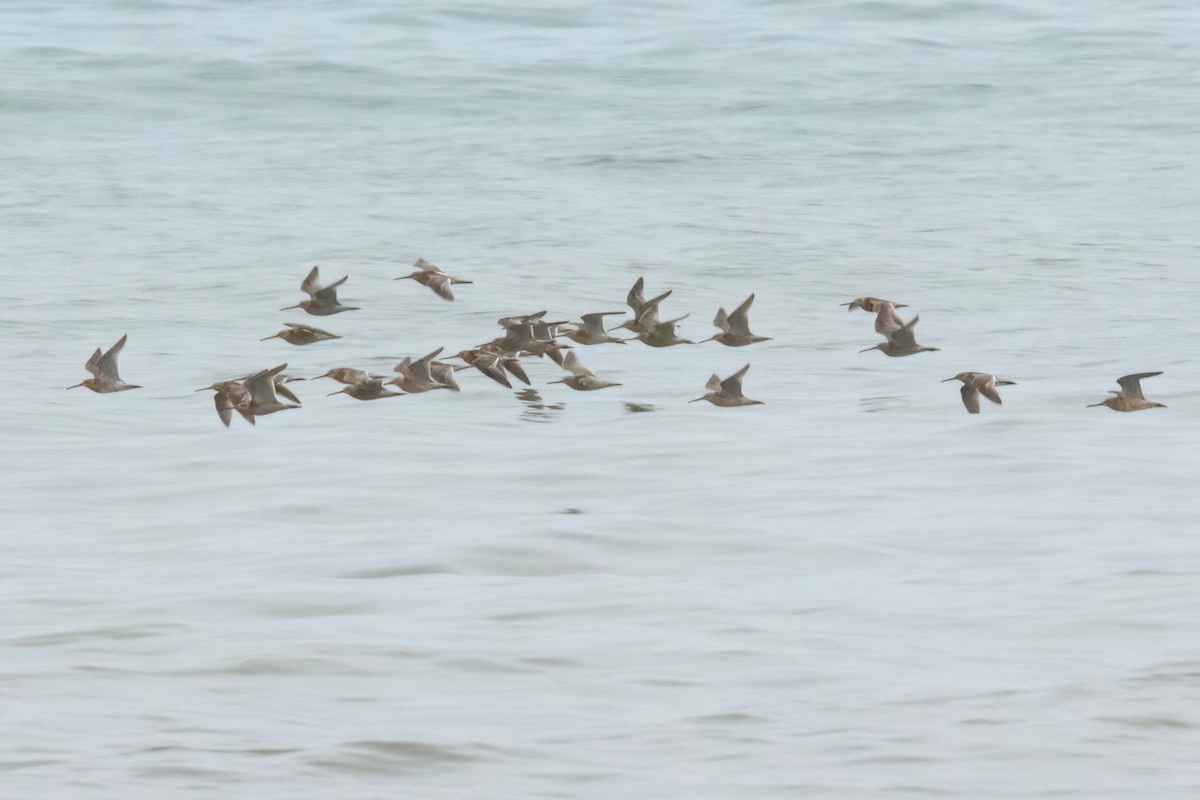 Short-billed Dowitcher - Sue Barth