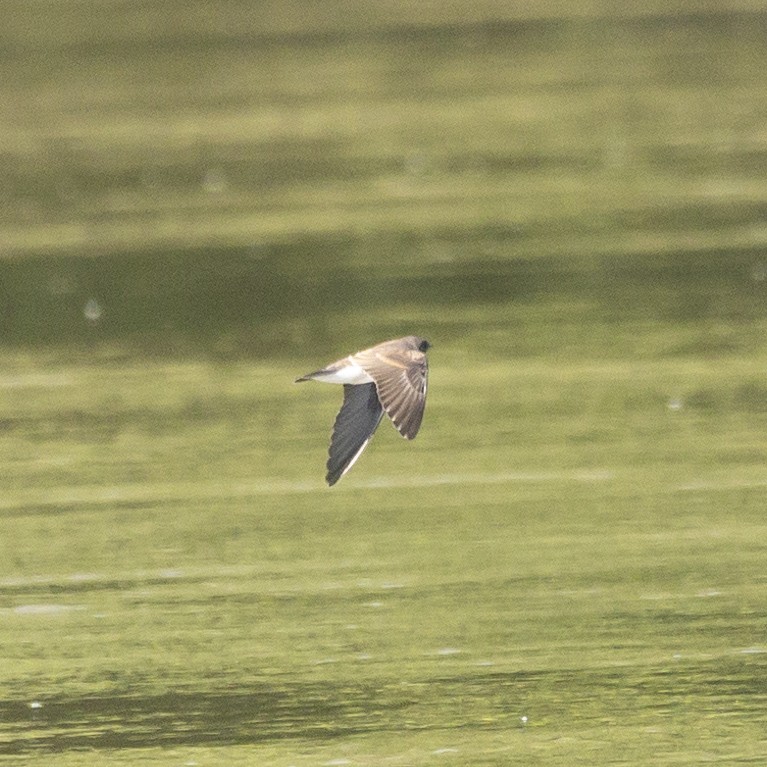 Northern Rough-winged Swallow - ML621376705