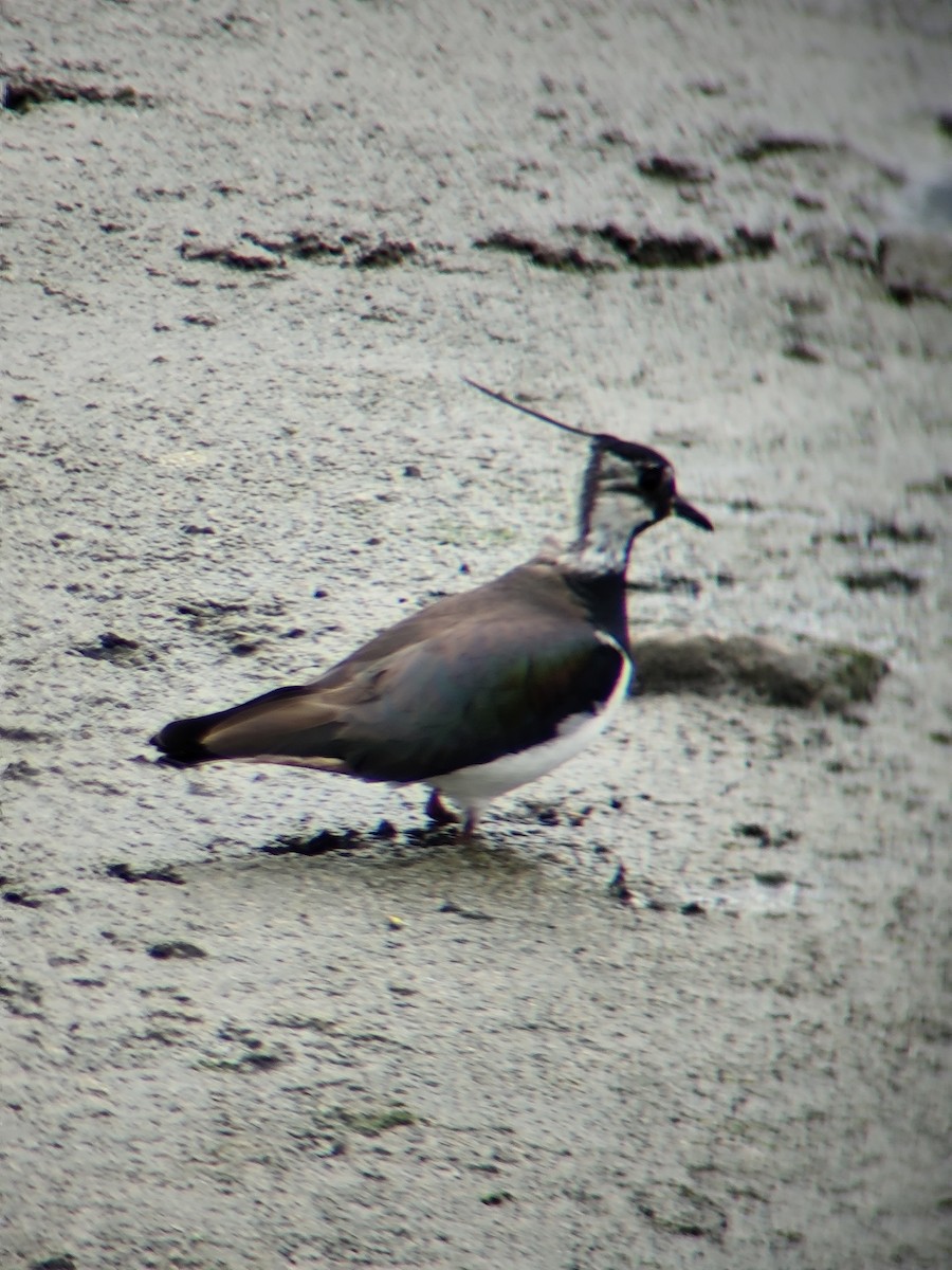 Northern Lapwing - ML621376722