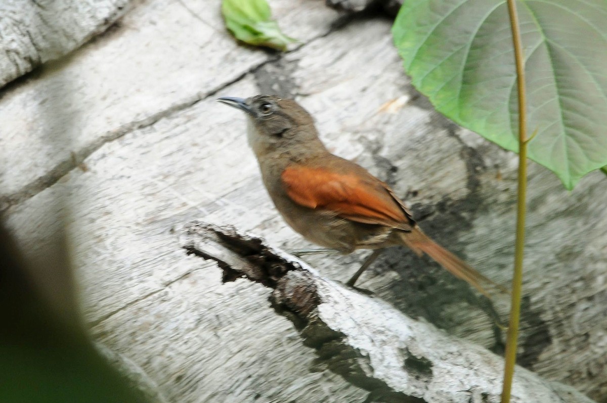 Plain-crowned Spinetail - ML621376755