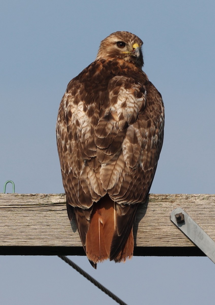 Red-tailed Hawk - ML621376780