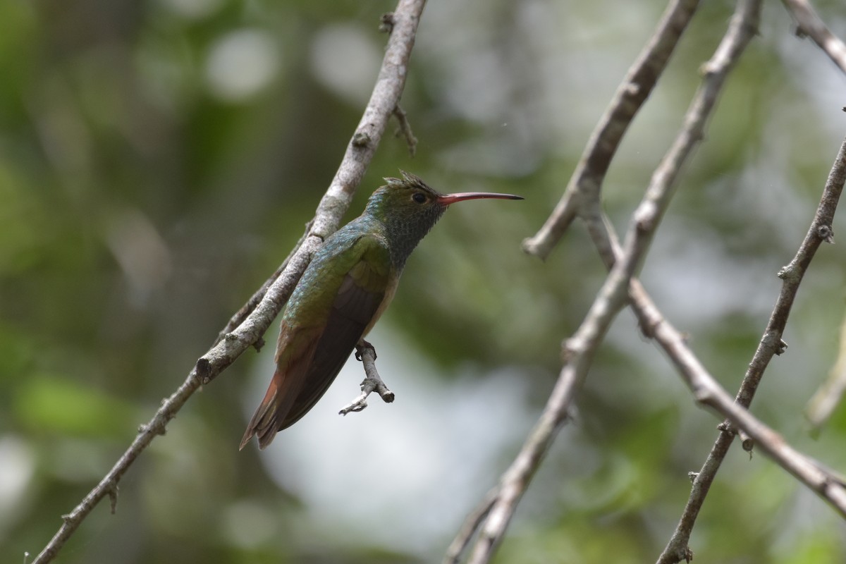 kolibřík yukatanský - ML621376781