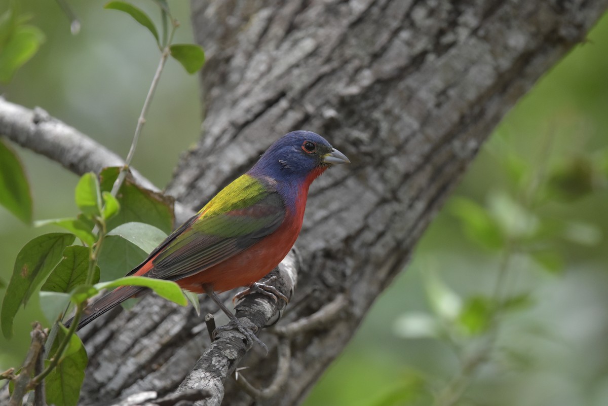 Painted Bunting - ML621376786