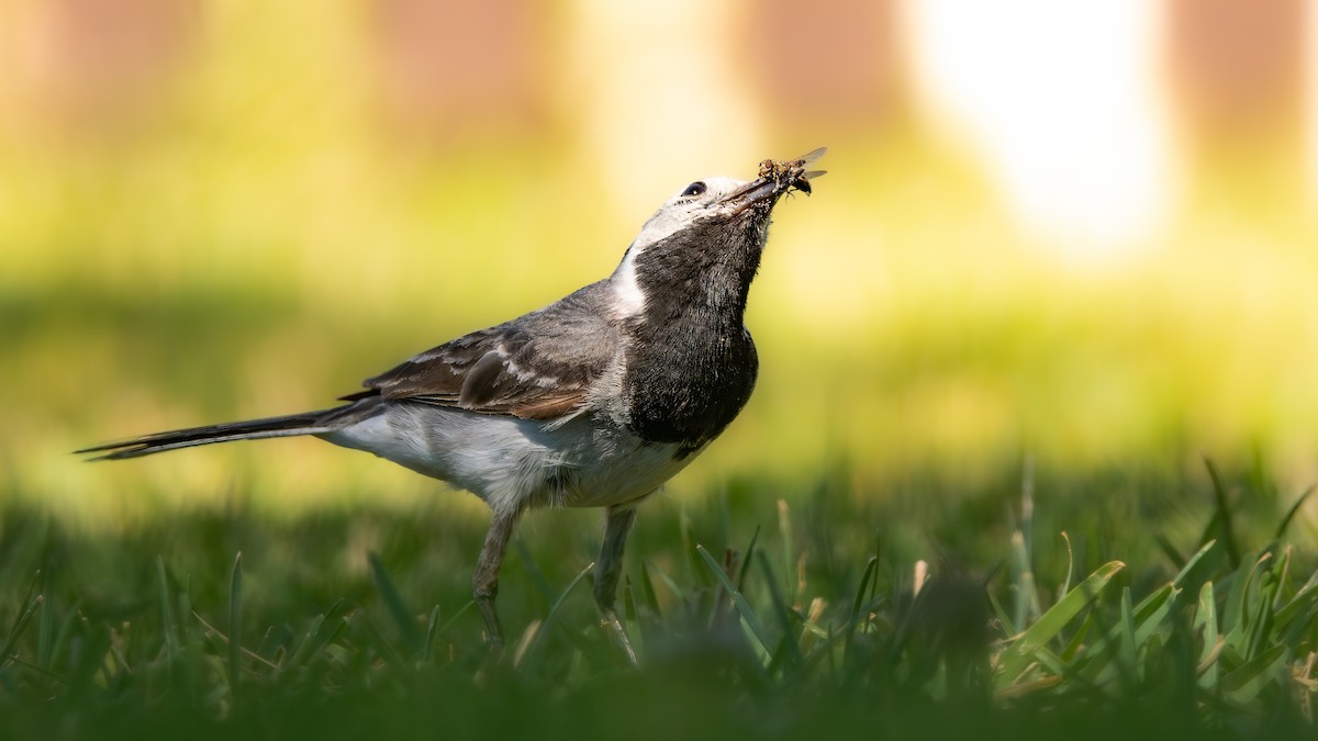 White Wagtail (White-faced) - ML621376833