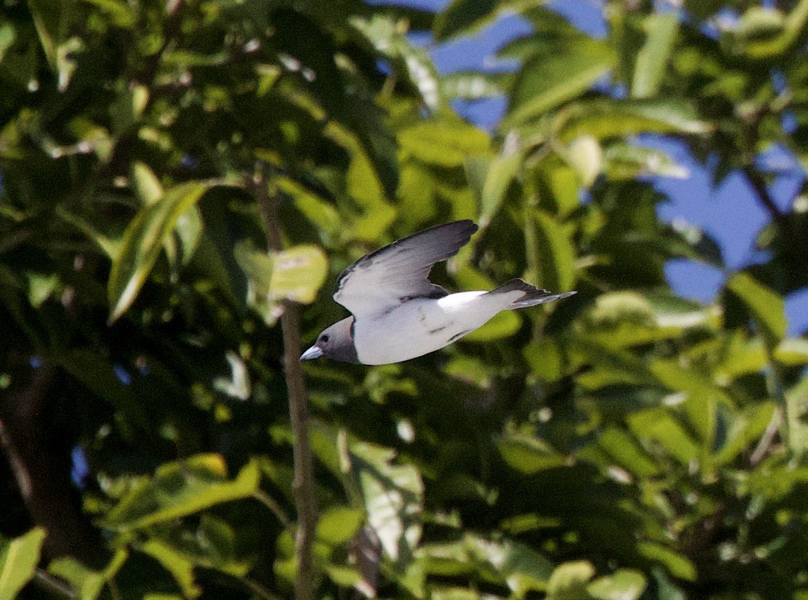 White-breasted Woodswallow - ML621376863