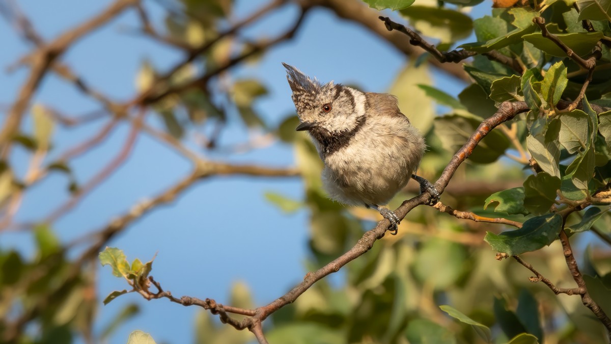 Crested Tit - ML621376867