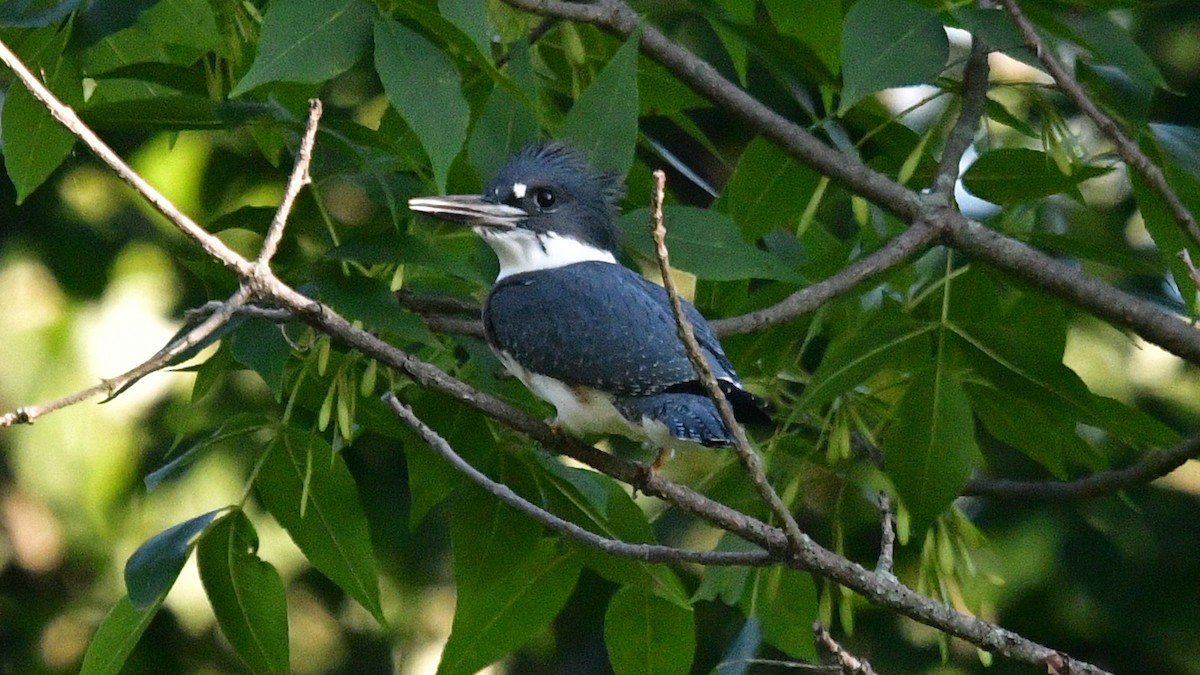 Belted Kingfisher - ML621376874