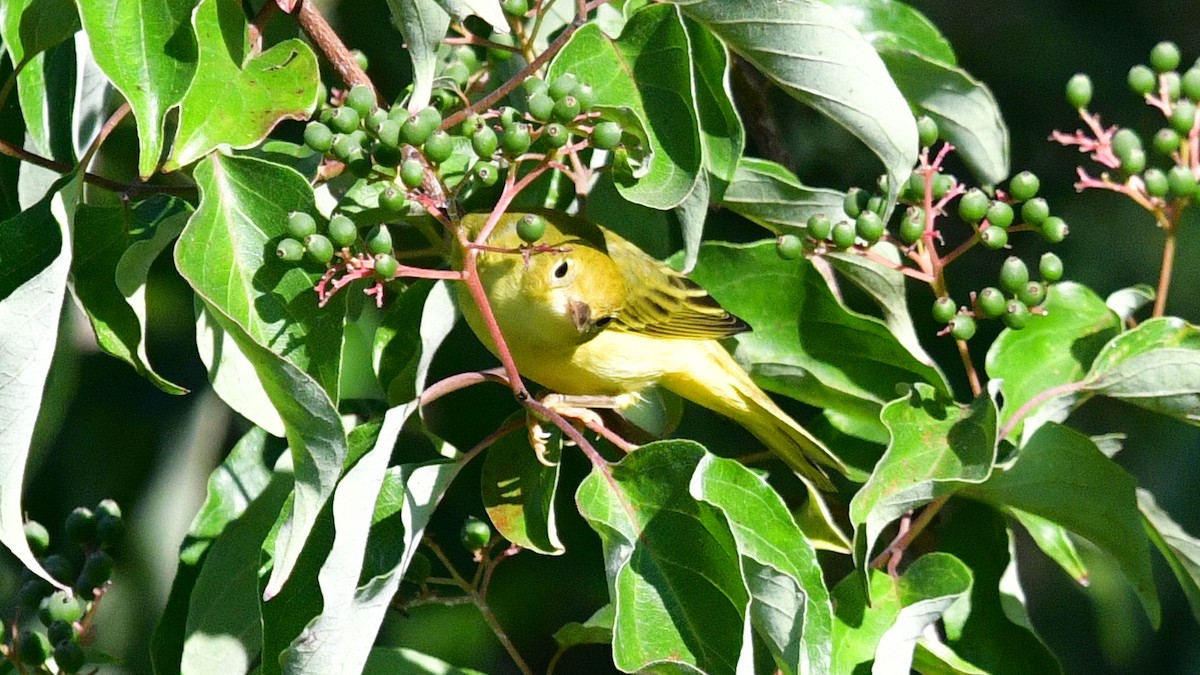 Yellow Warbler (Northern) - ML621376893