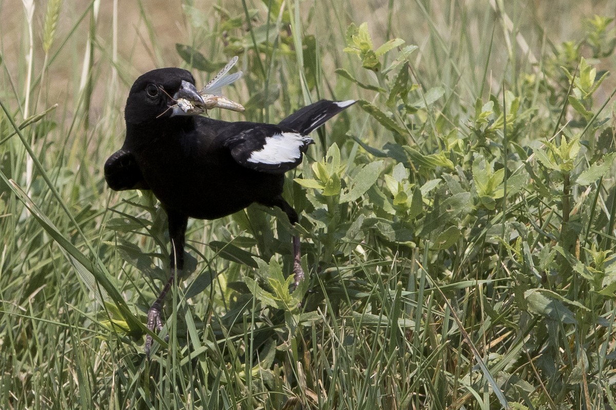 Lark Bunting - ML62137691