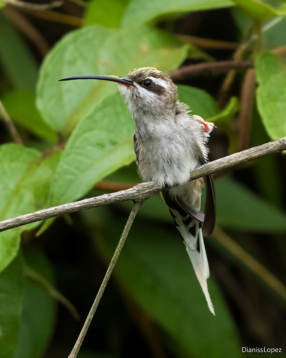 Sooty-capped Hermit - ML621376999