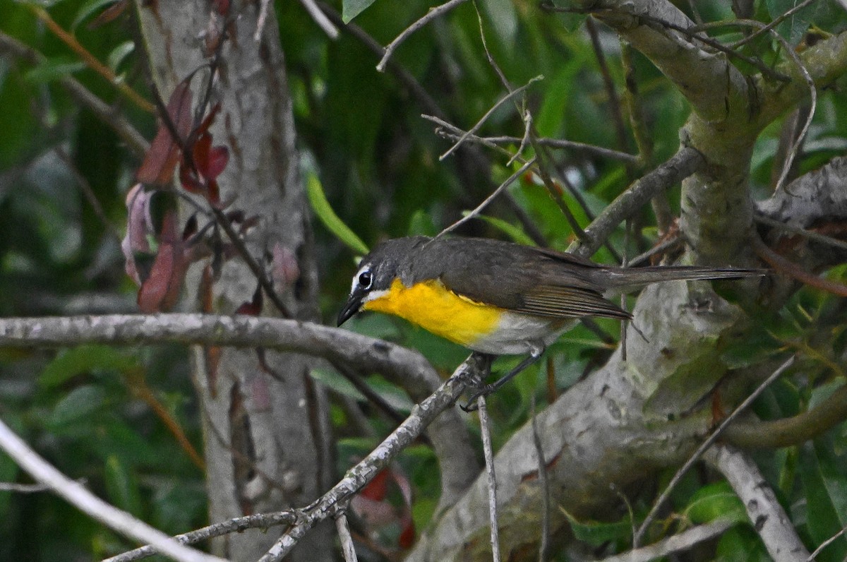 Yellow-breasted Chat - ML621377002