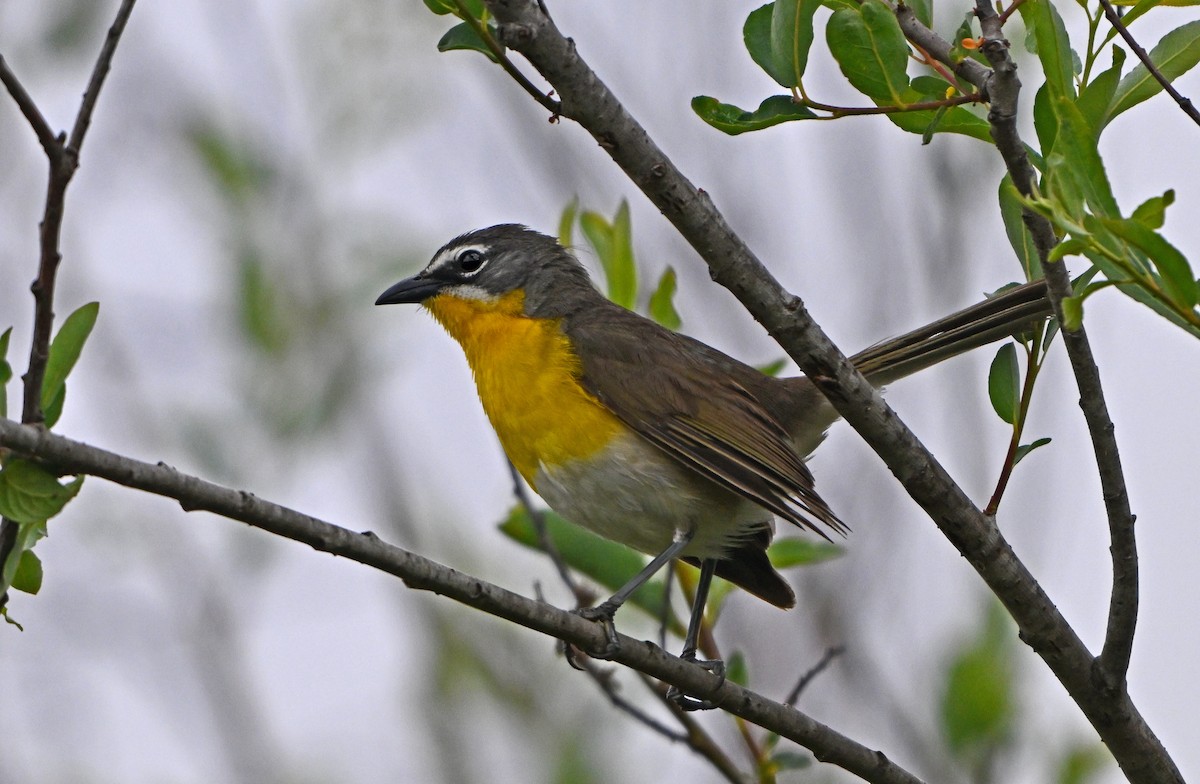 Yellow-breasted Chat - ML621377003