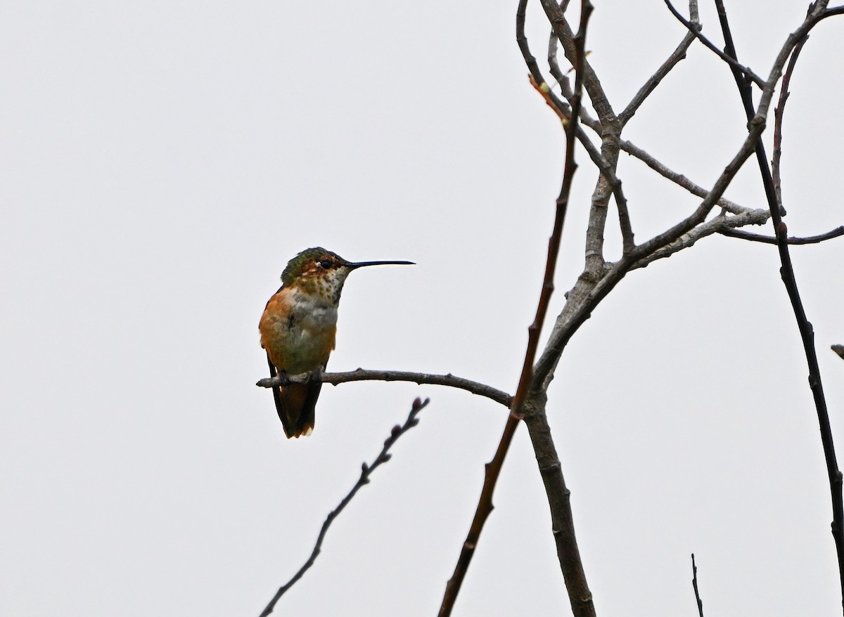 Allen's Hummingbird - ML621377024