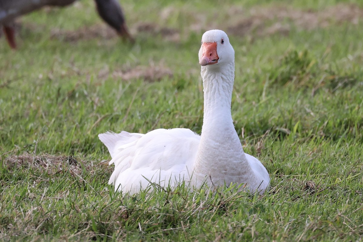 Graylag Goose (Domestic type) - ML621377029
