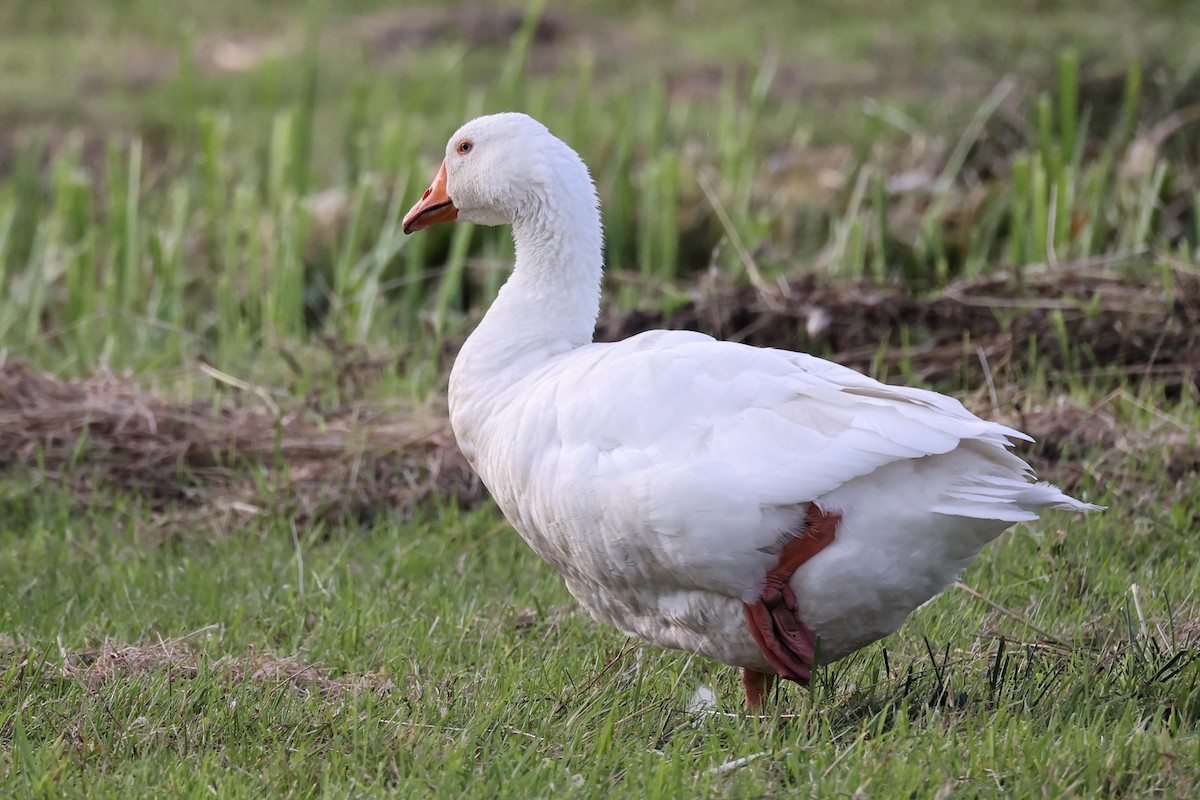 Graylag Goose (Domestic type) - ML621377031