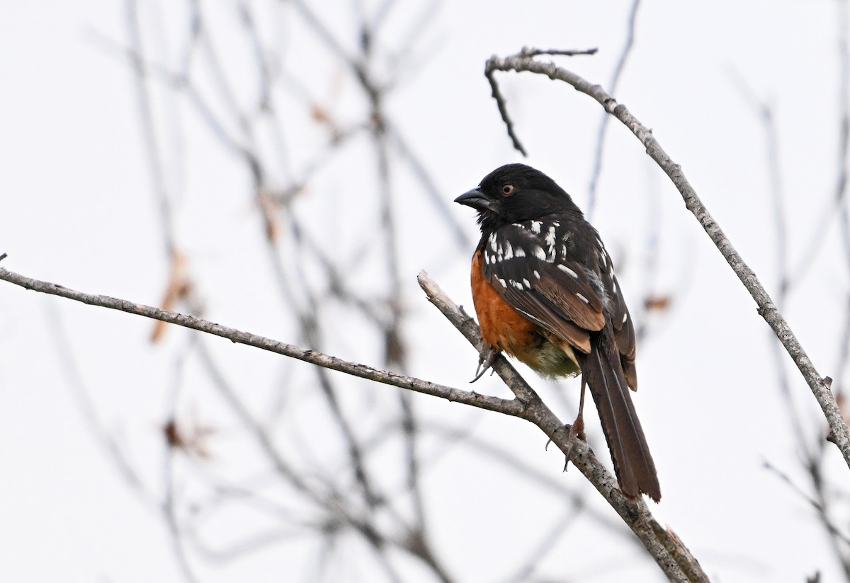 Spotted Towhee - ML621377032