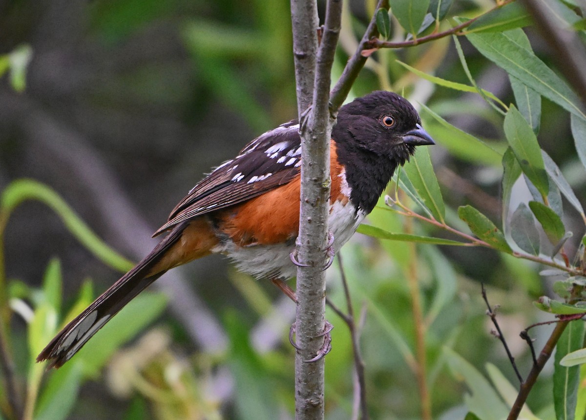 Spotted Towhee - ML621377033