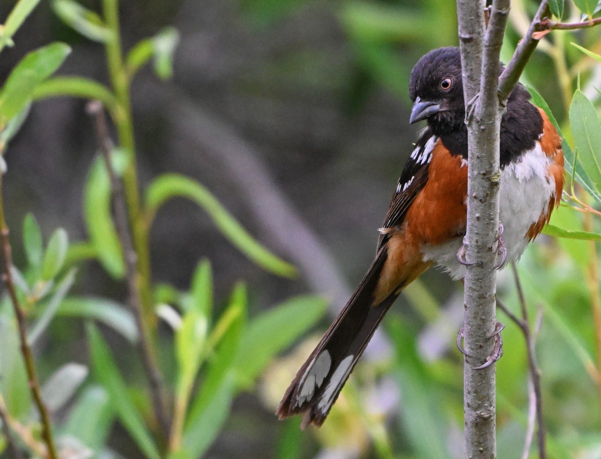 Spotted Towhee - ML621377034