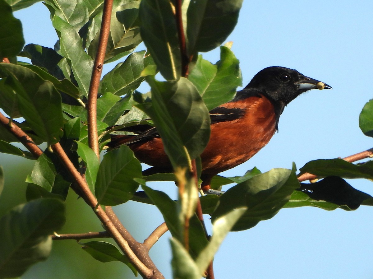 Orchard Oriole - ML621377078