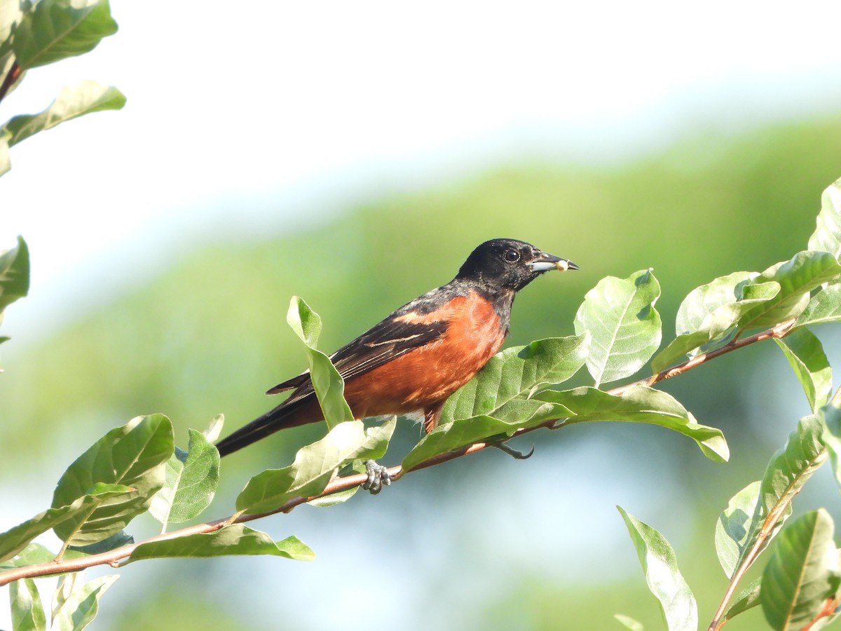 Orchard Oriole - ML621377079