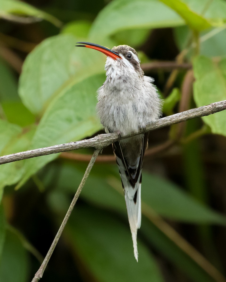 Sooty-capped Hermit - ML621377102