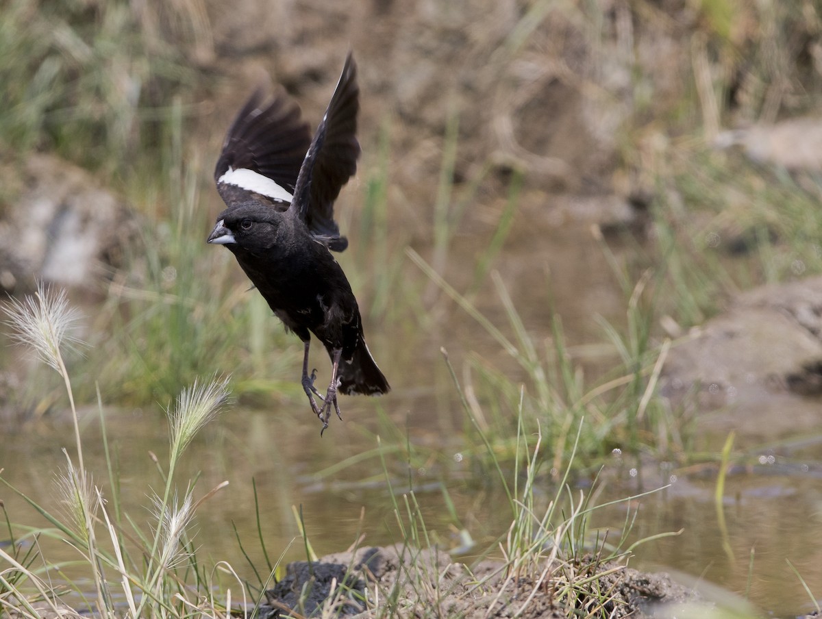 Lark Bunting - ML62137711