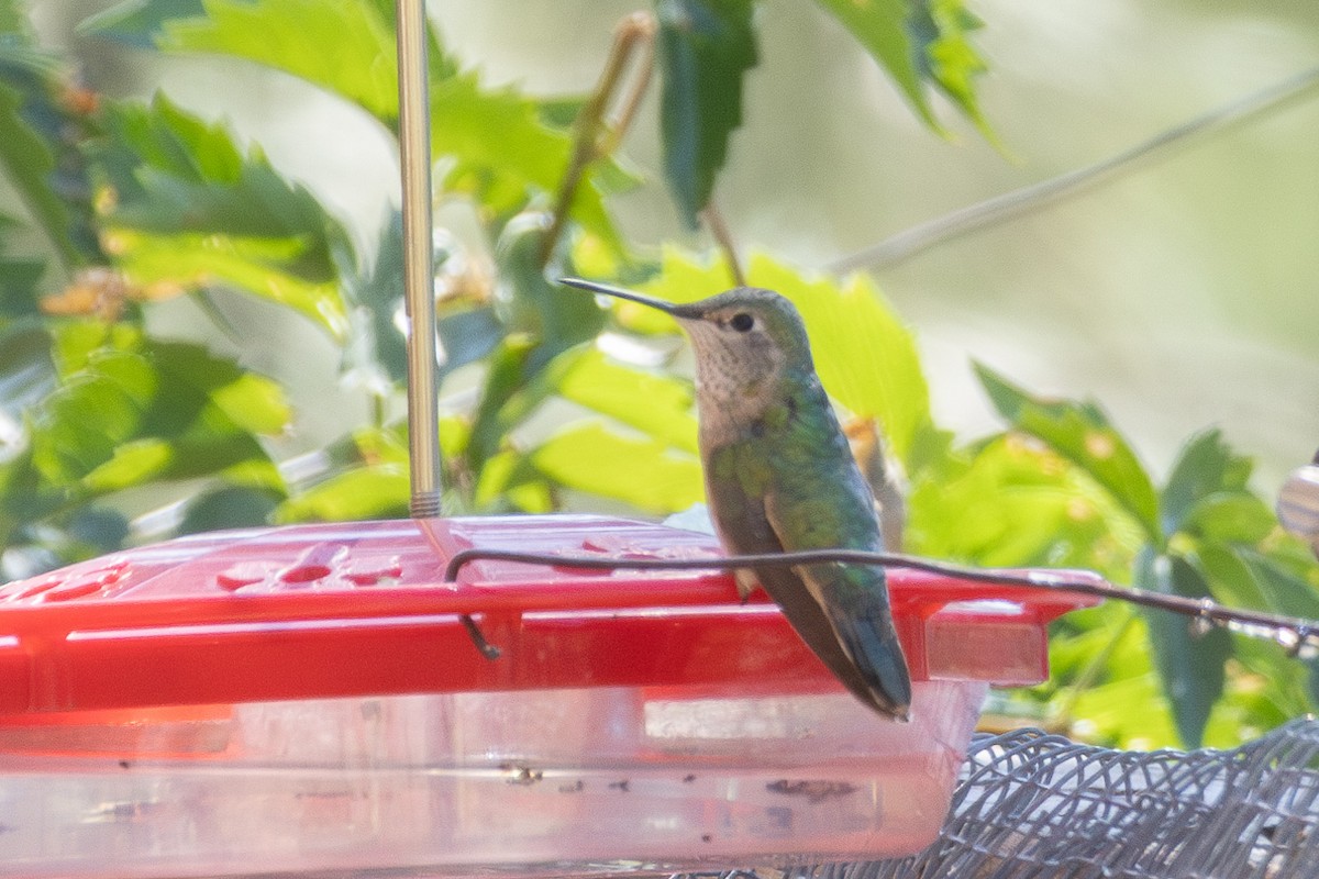 Broad-tailed Hummingbird - ML621377127