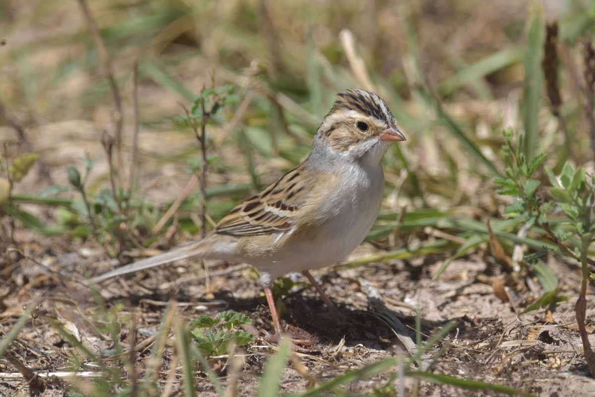 Clay-colored Sparrow - ML621377142