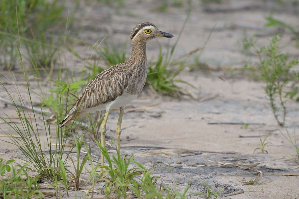 Double-striped Thick-knee - ML621377153