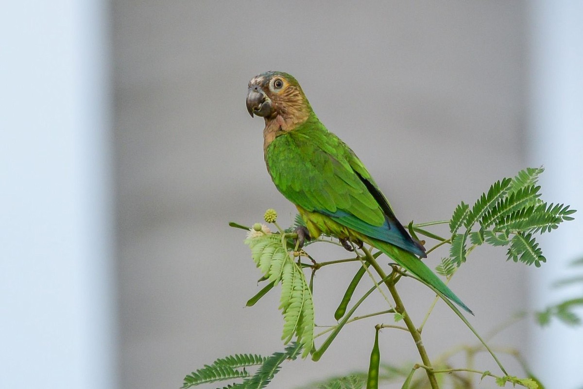 Brown-throated Parakeet - ML621377157