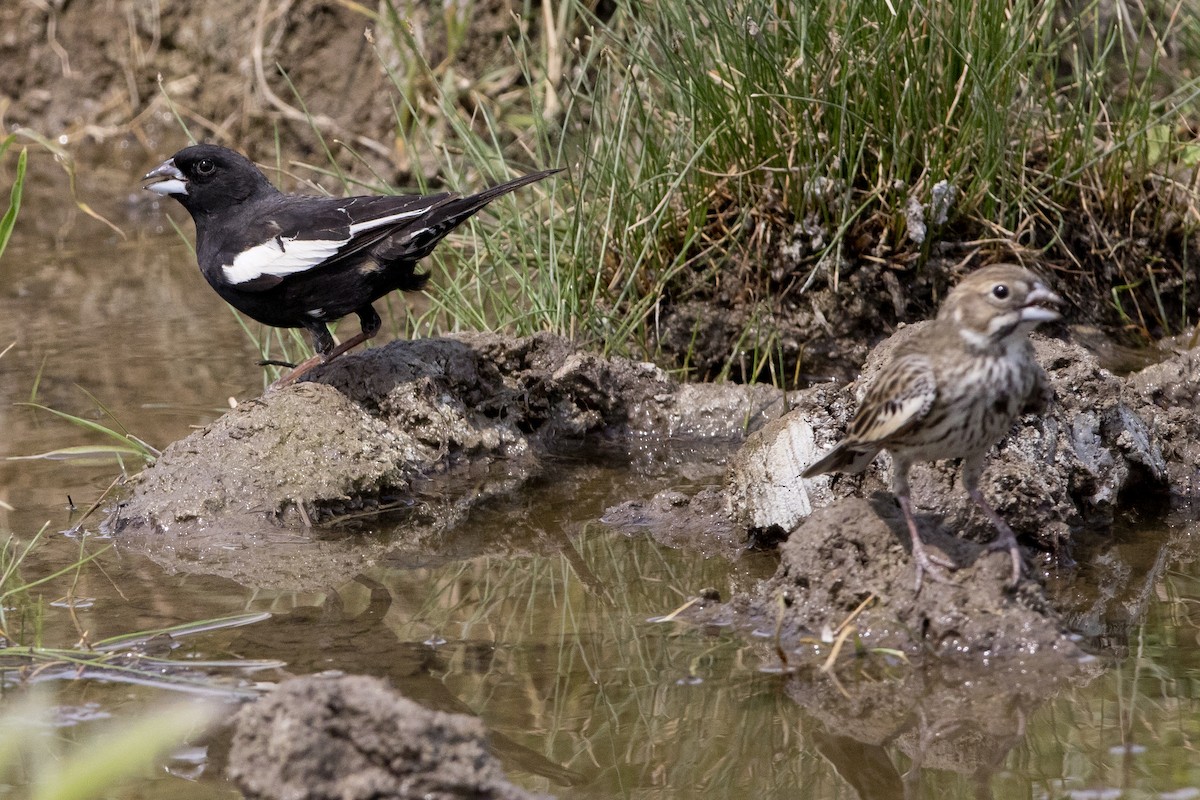 Lark Bunting - ML62137721